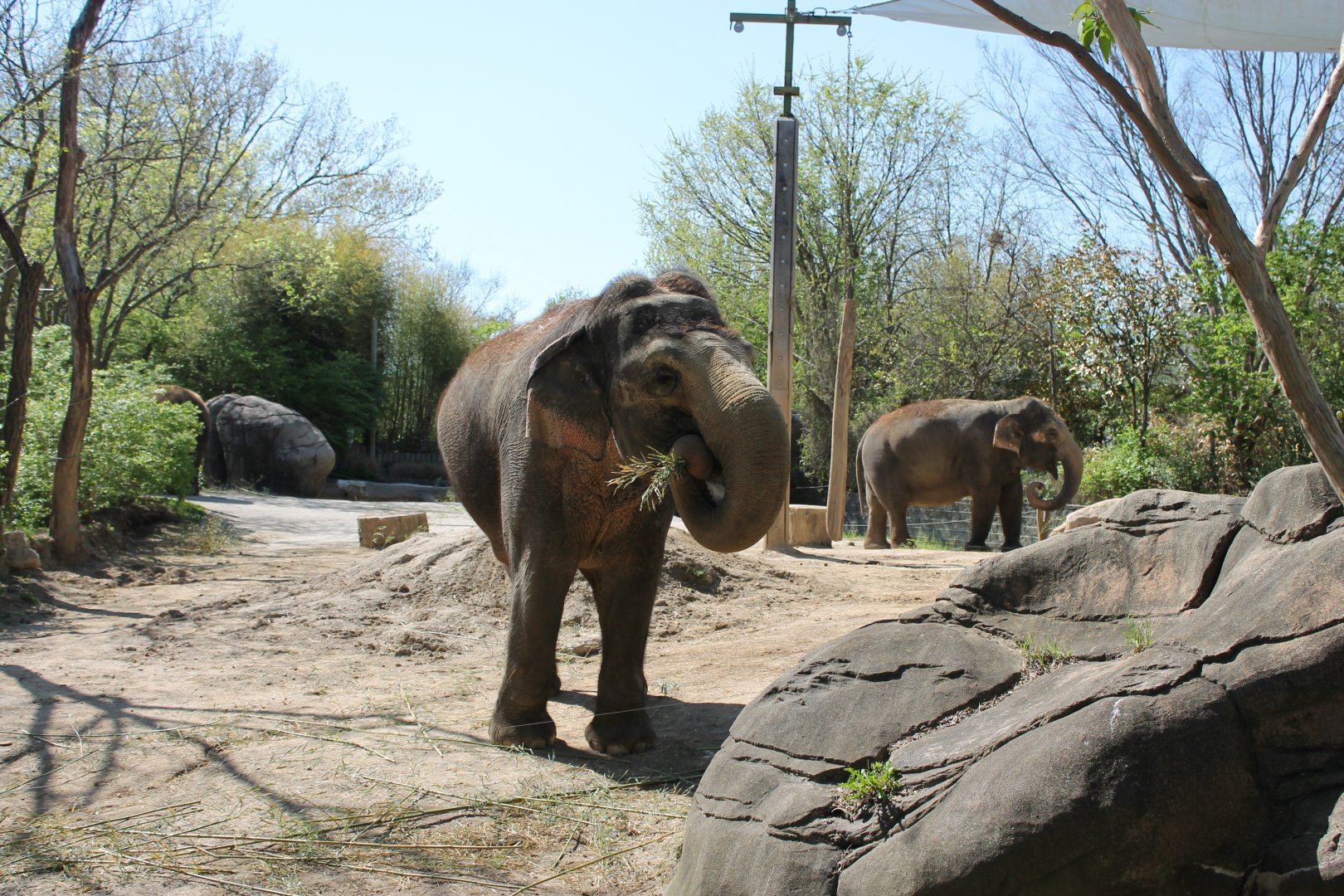 Schottzie and Mai-Thai