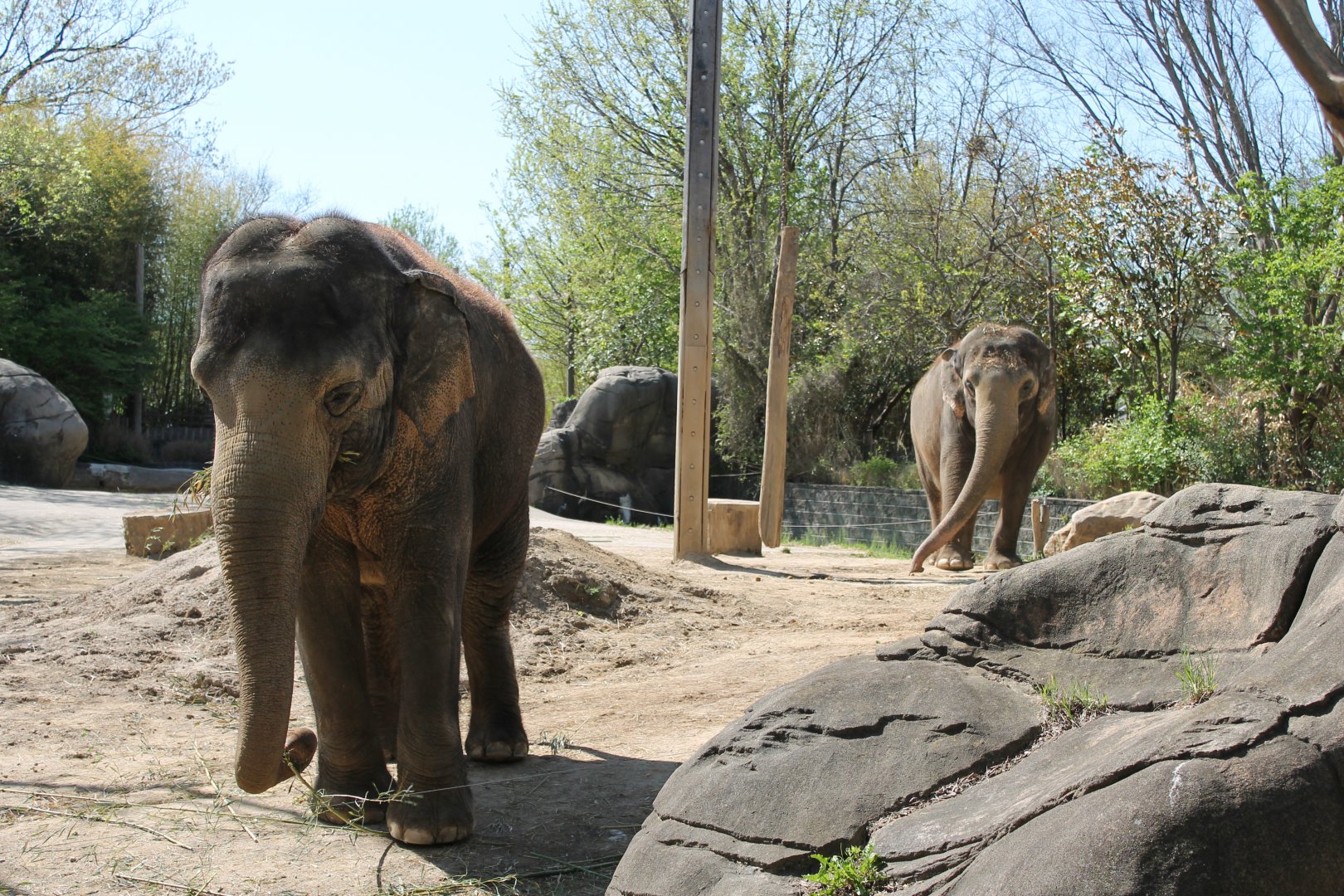 Schottzie and Mai-Thai