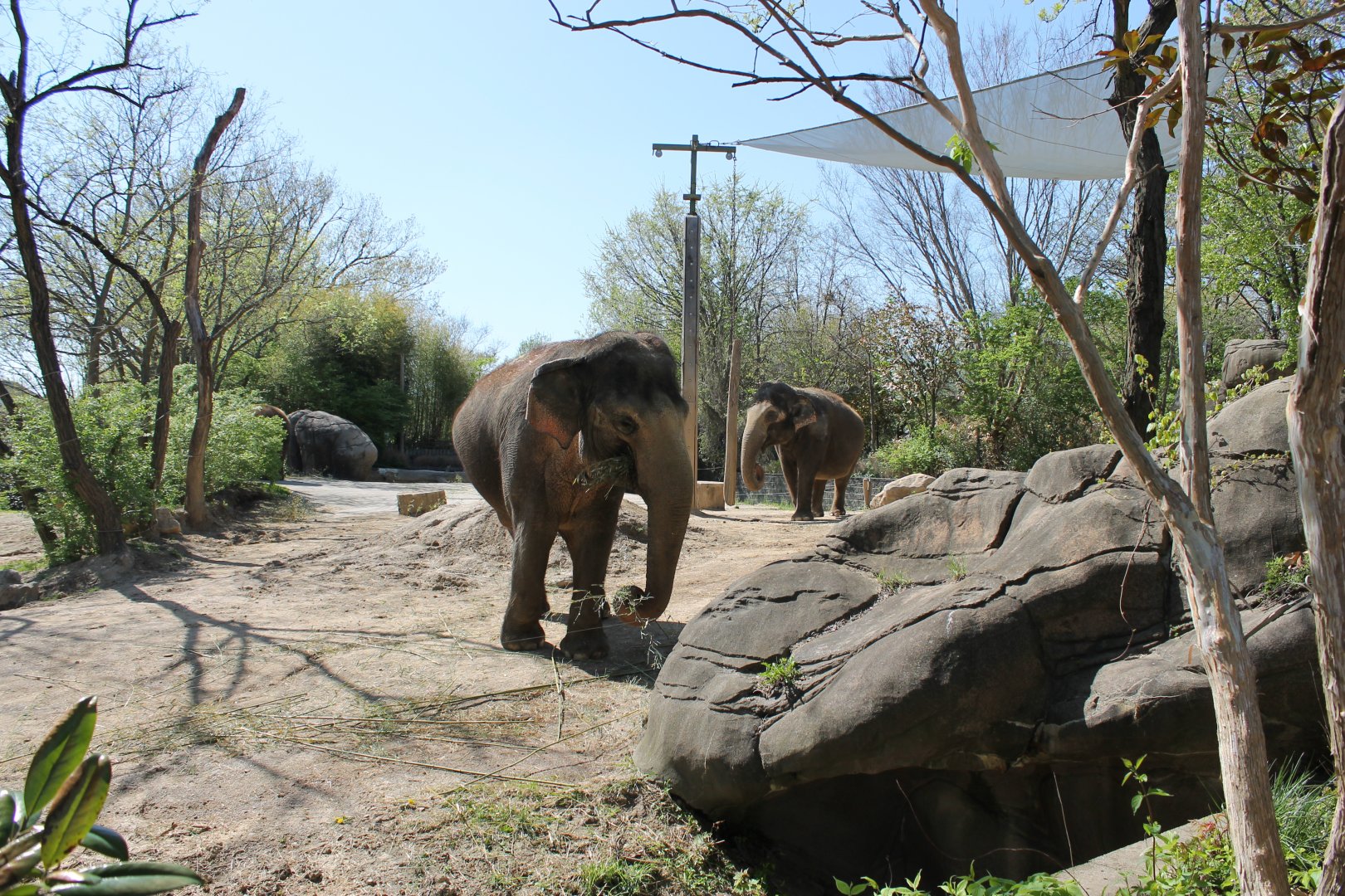 Schottzie and Mai-Thai