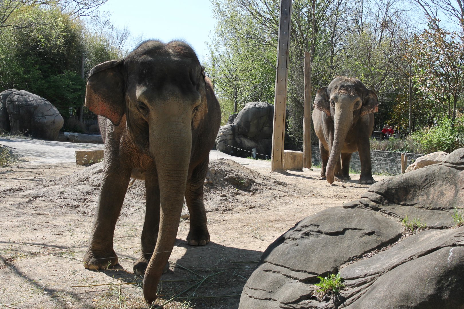 Schottzie and Mai-Thai