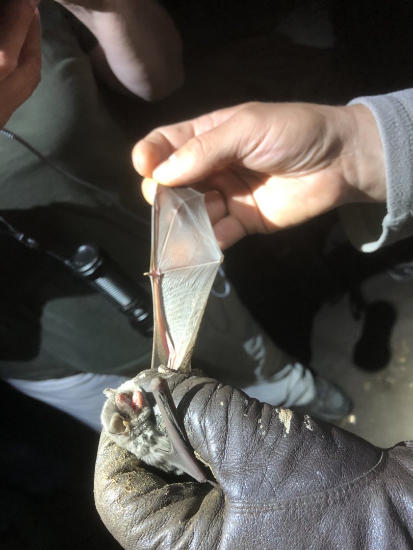 Schreibers’ Bat (Miniopterus schreibersii)