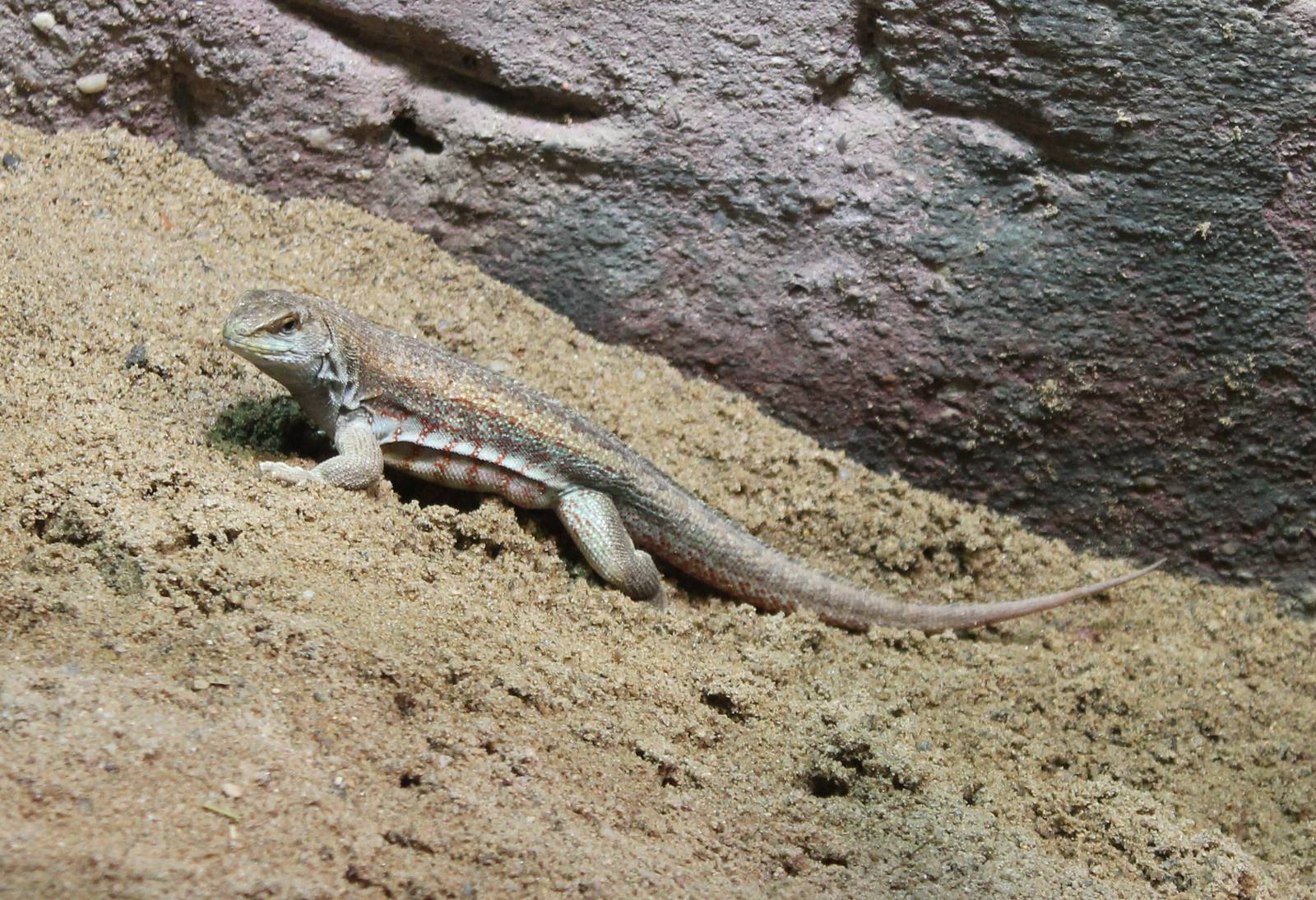 Schreiber's curly-tailed lizard