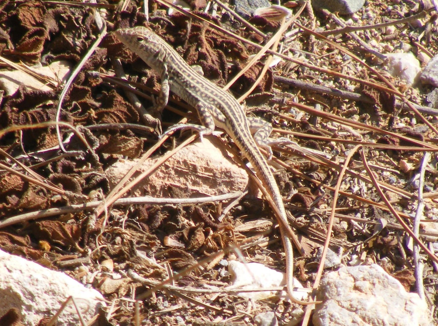 Schreiber's fringe-toed lizard (Acanthodactylus schreiberi)