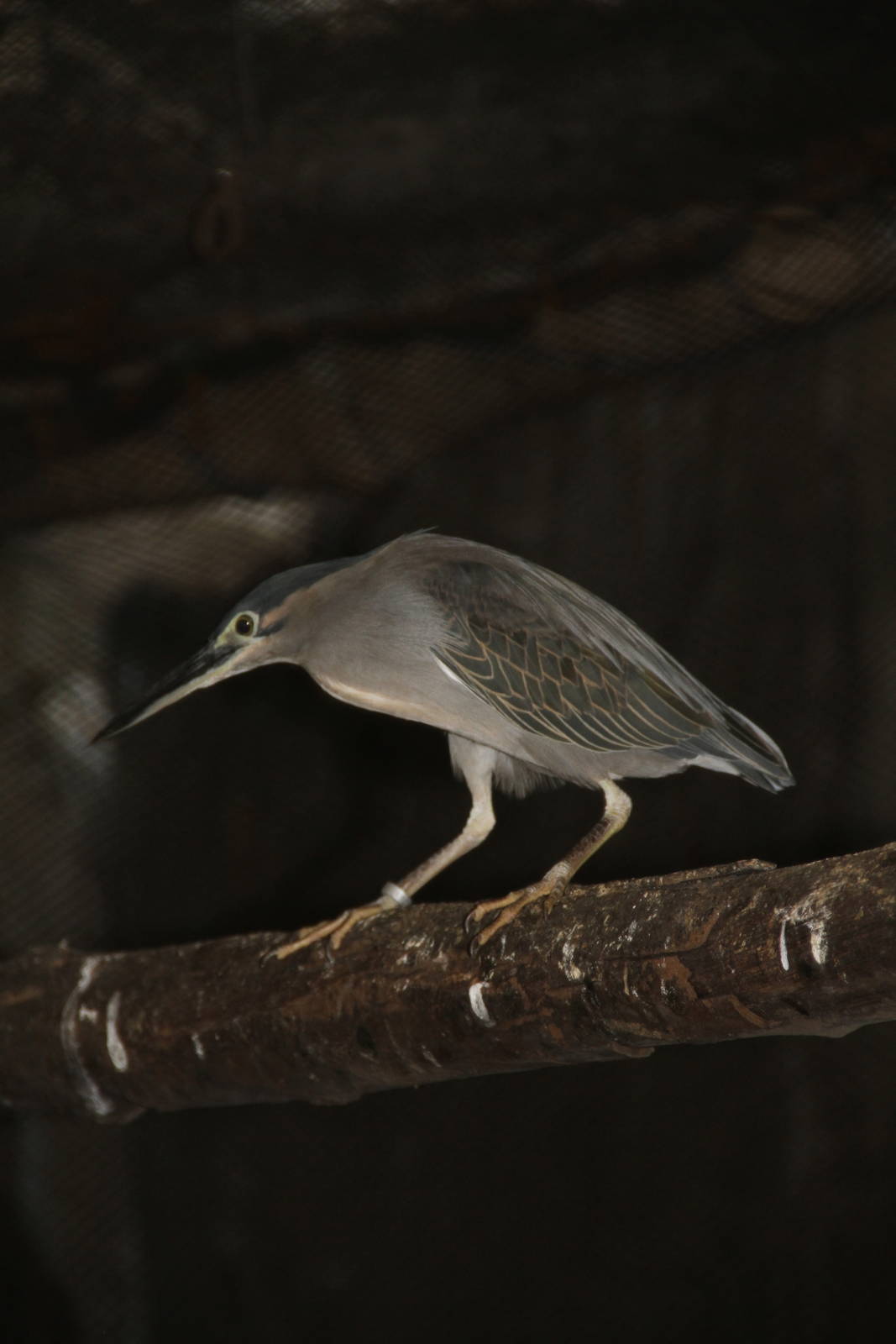 Schrenck's Bittern (Ixobrychus eurhythmus)