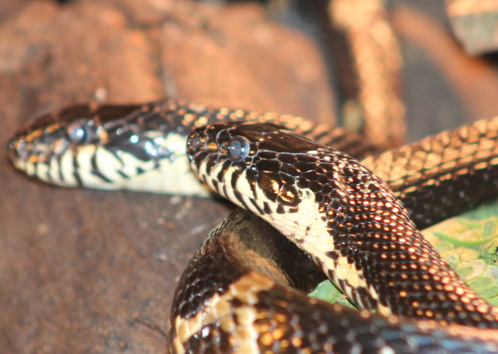 Schrencks ratsnake
