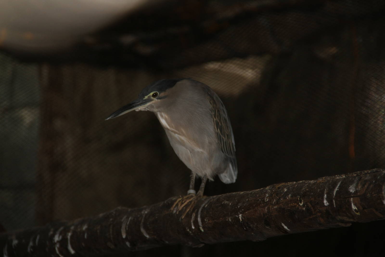 Schrenk's Bittern (Ixobrychus eurhythmus)
