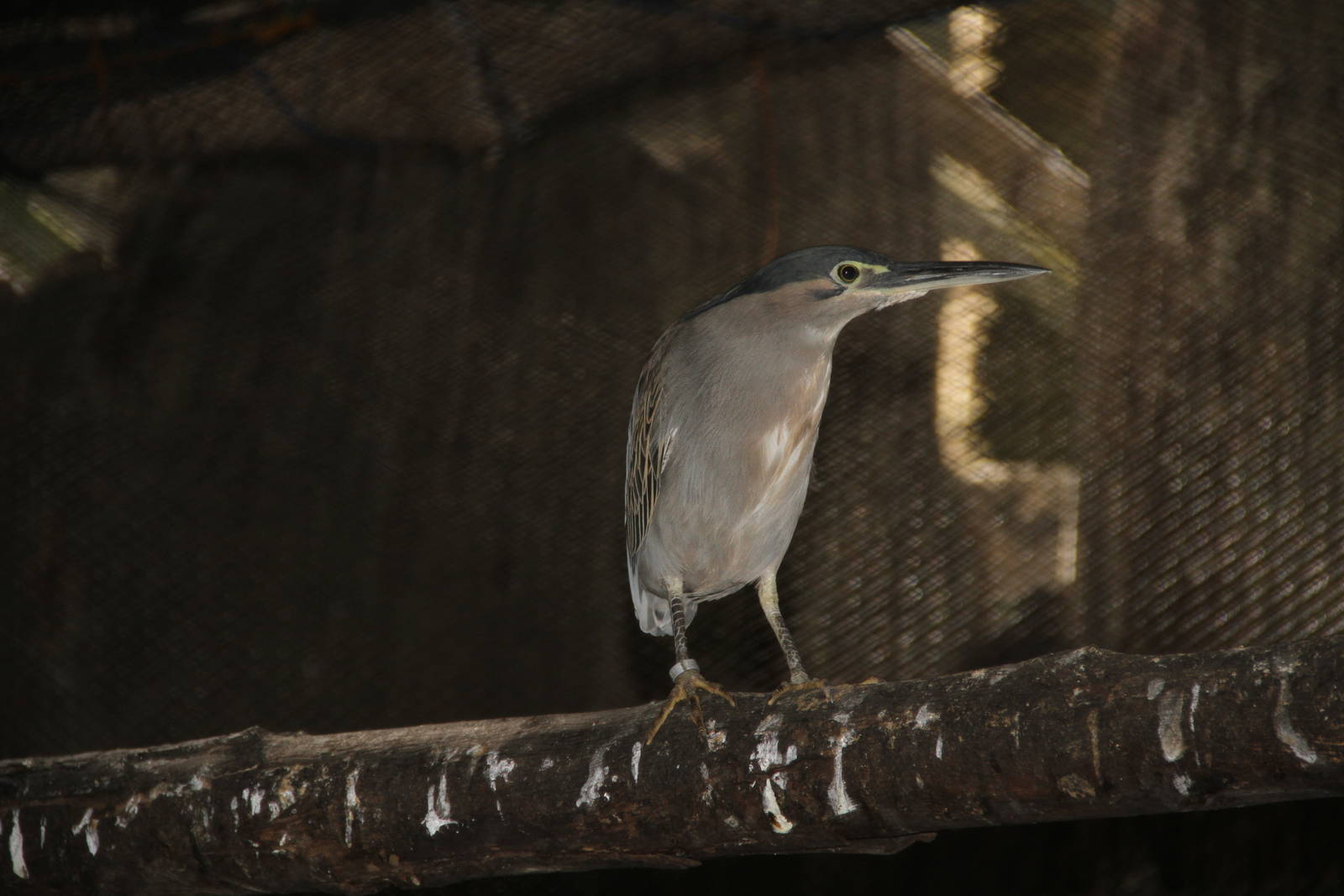 Schrenk's Bittern (Ixobrychus eurhythmus)