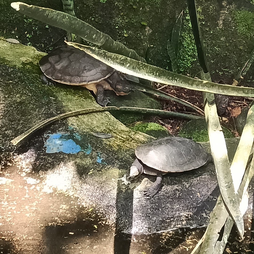 Schultze's Snapping Turtle (Elseya schultzei) - Sato Loka Resto & Conservation Park