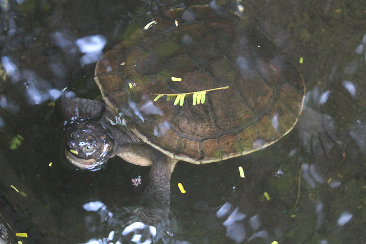 Schultze's snapping turtle (Elseya schultzei) - Taman Konservasi Sato Loka
