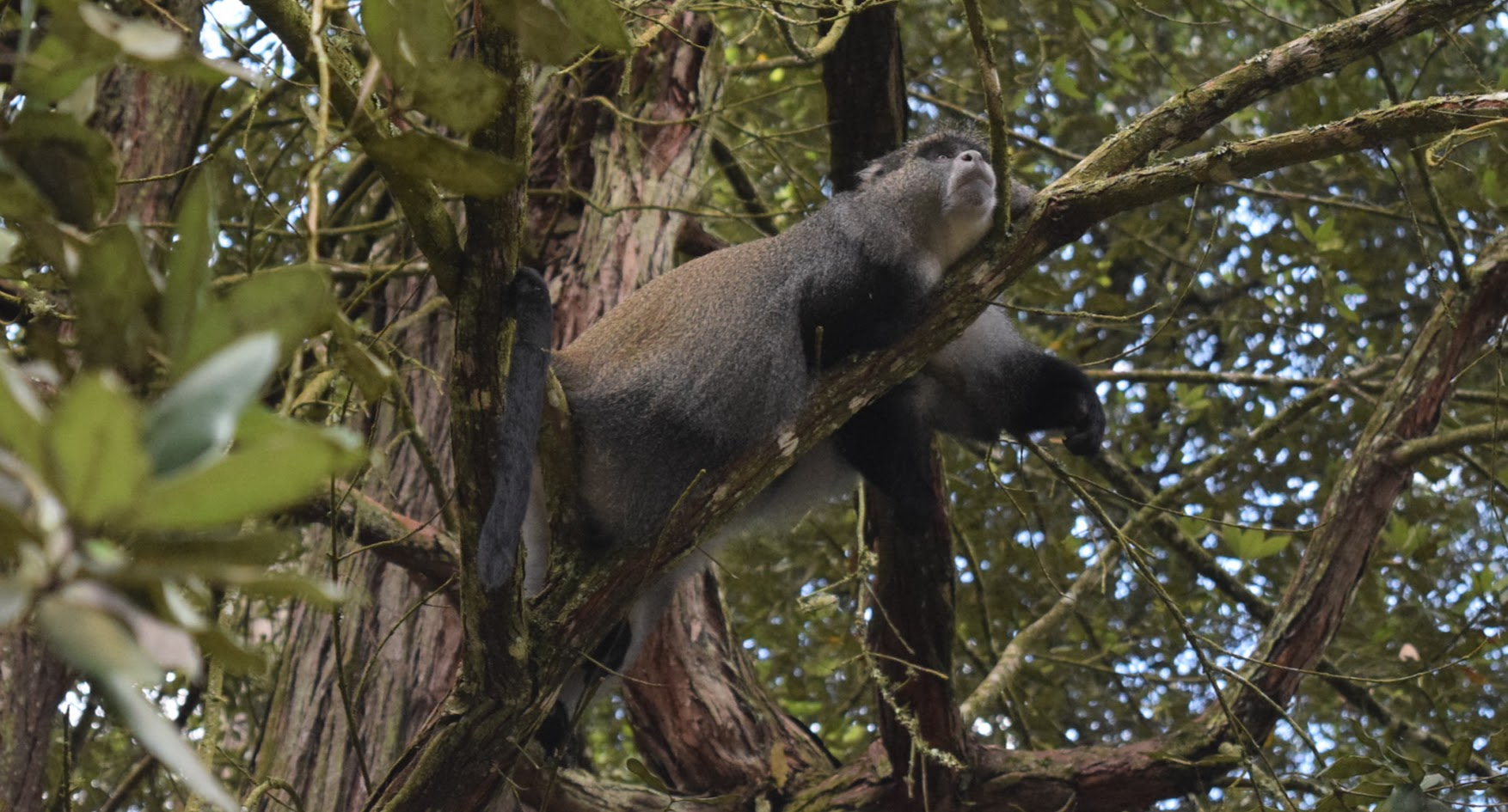 Schwarz's White-collared Monkey (Cercopithecus mitis schwarzi)