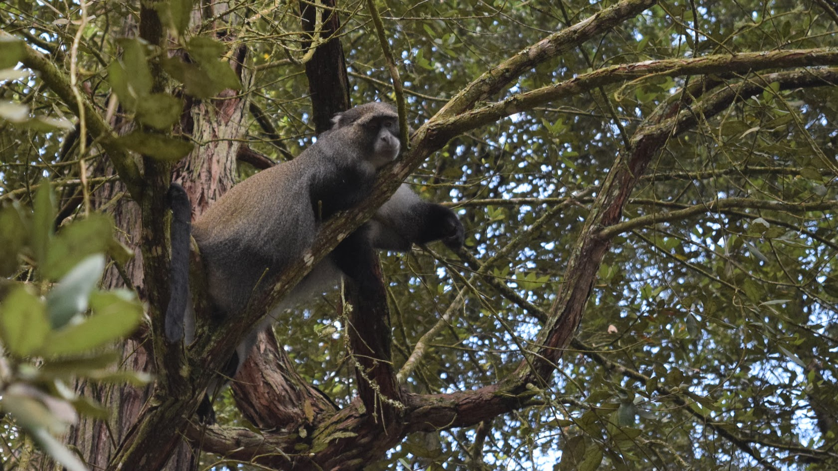 Schwarz's White-collared Monkey (Cercopithecus mitis schwarzi)