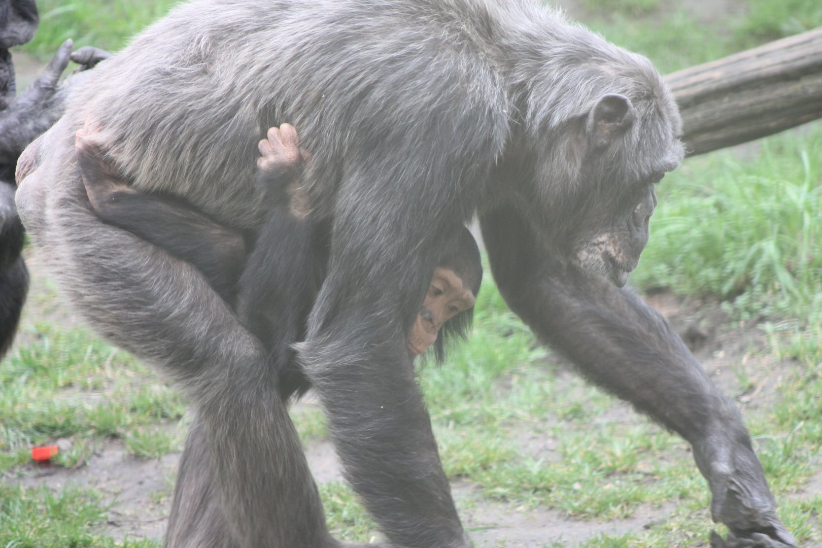 Schweinfurth's chimpanzee with young