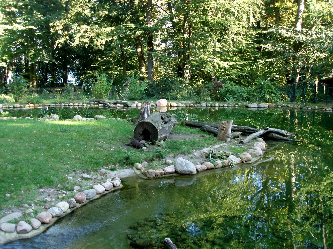 Schwerin Zoo - Otter lake