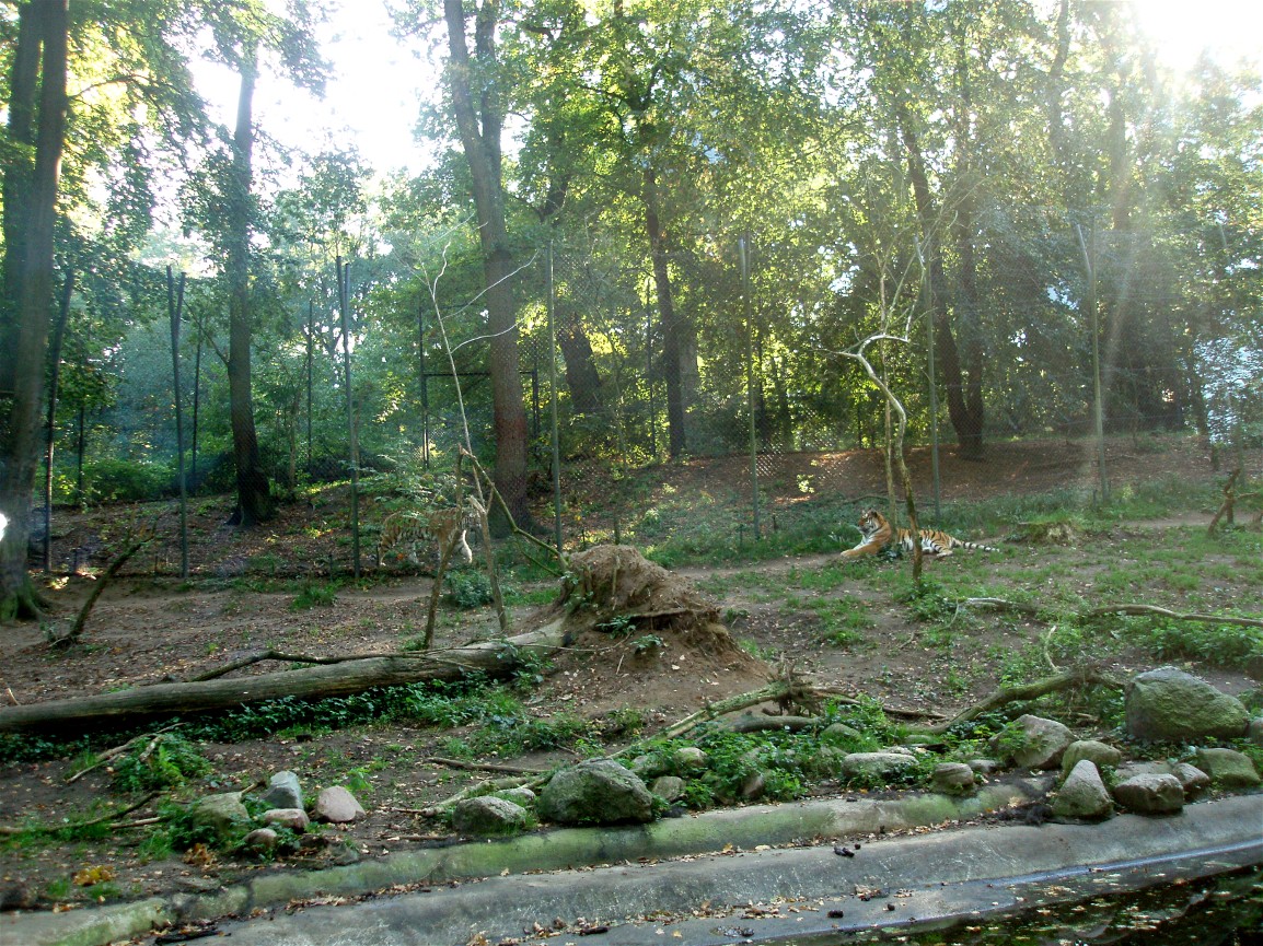 Schwerin Zoo - Tiger Mountain