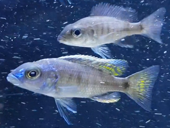 Sciaenochromis freyeri