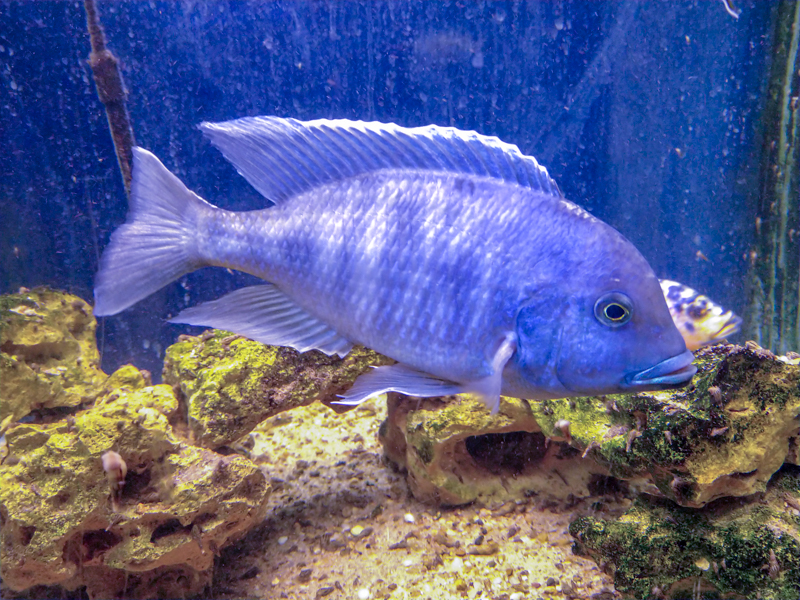 Sciaenochromis fryeri