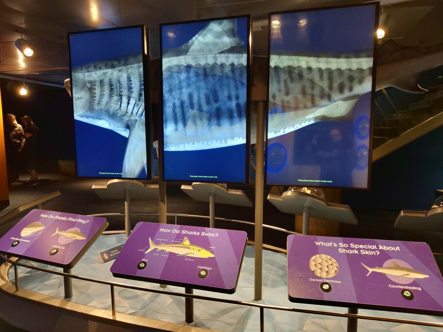 Science of Sharks educational display