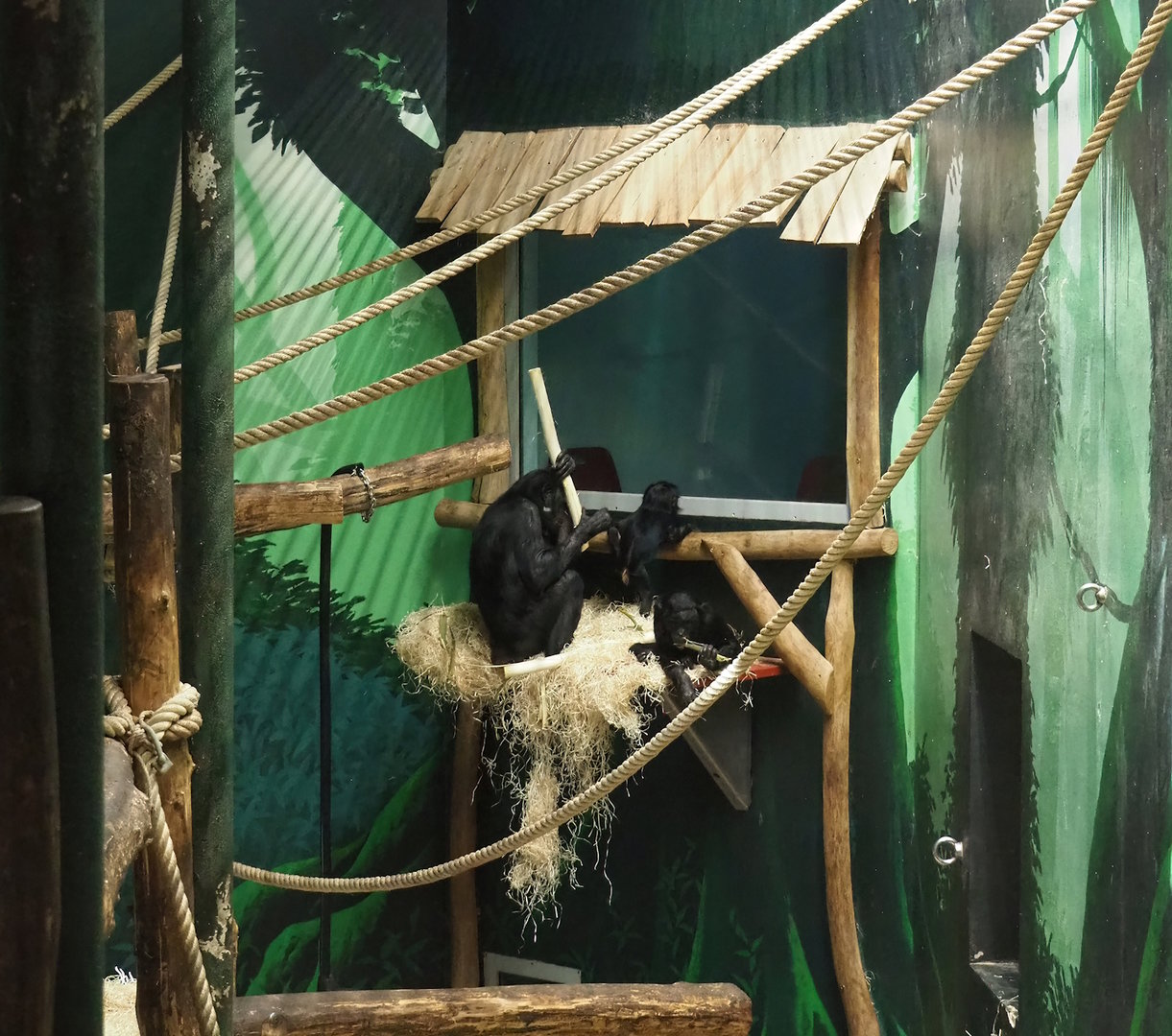 Scientific observation window for bonobos, 2022-11-12