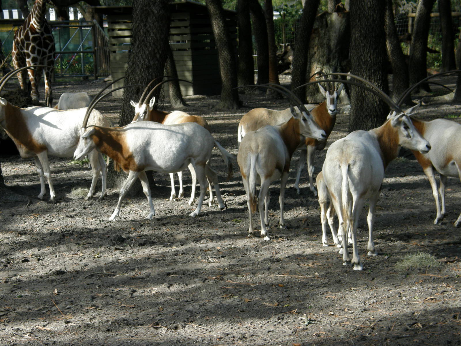 scimatar horned 2007