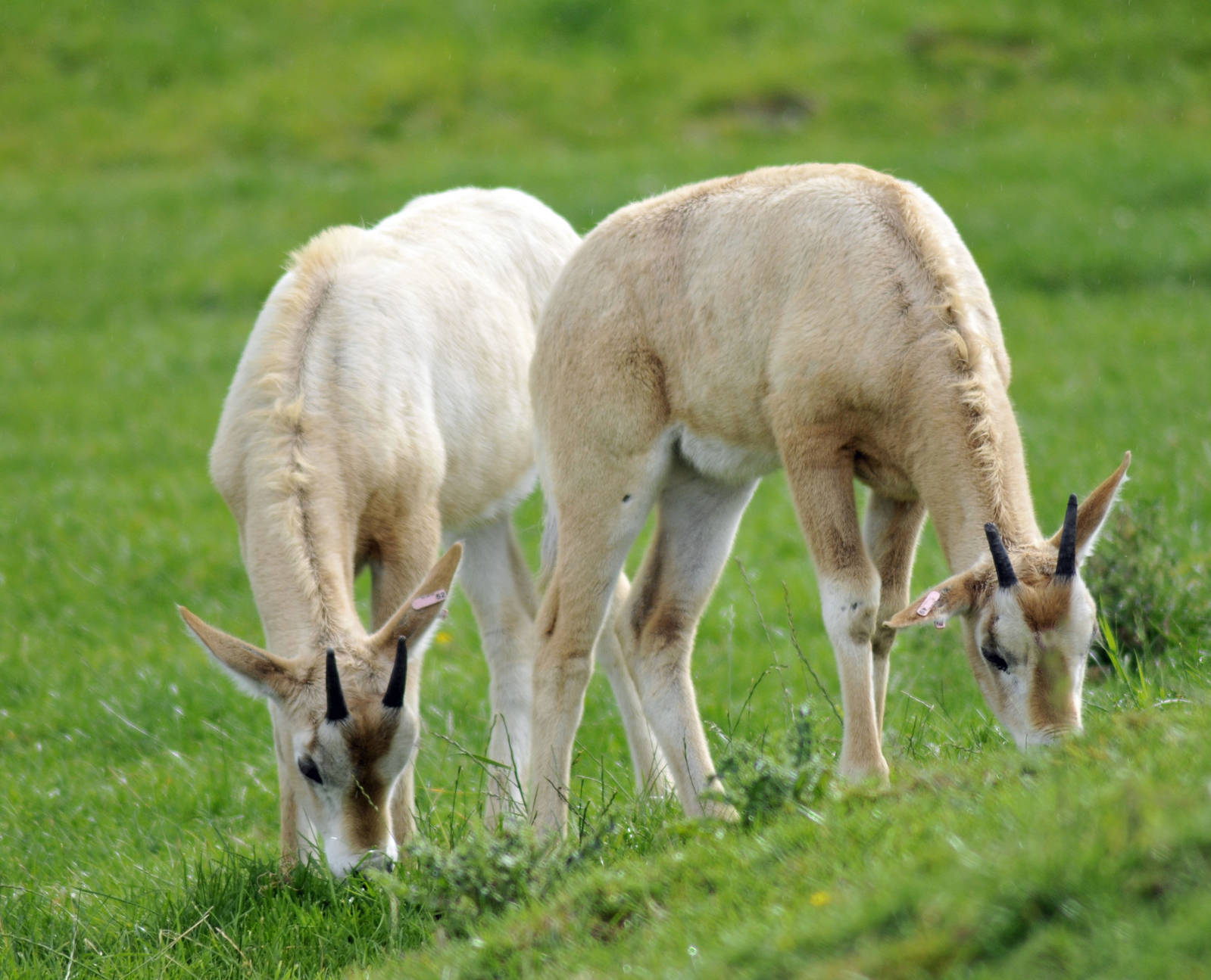 Scimatar Horned Oryx Young