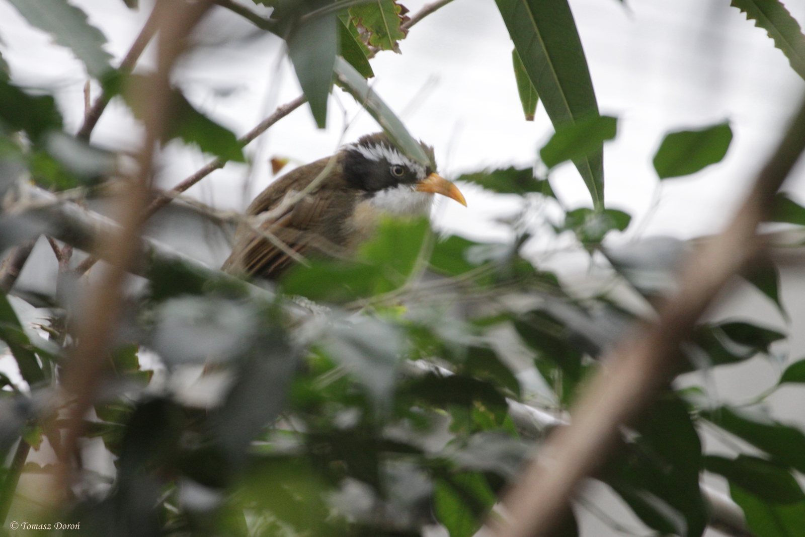 Scimitar-babbler (Pomatorhinus spp.) ID please - Voliere Mythenquai in Zuri