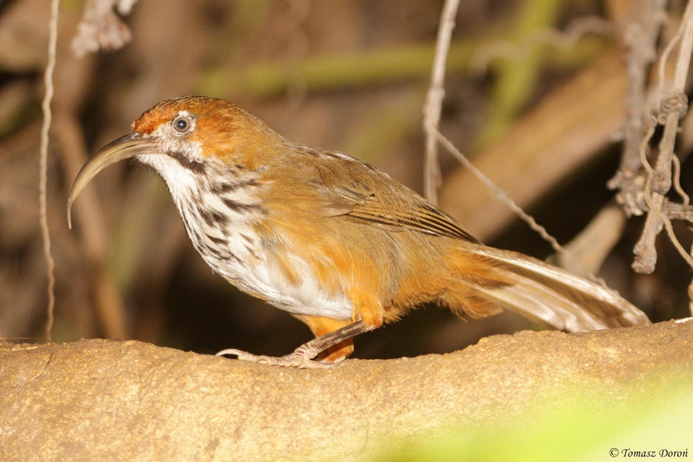 Scimitar-babbler (Pomatorhinus spp.) ID please