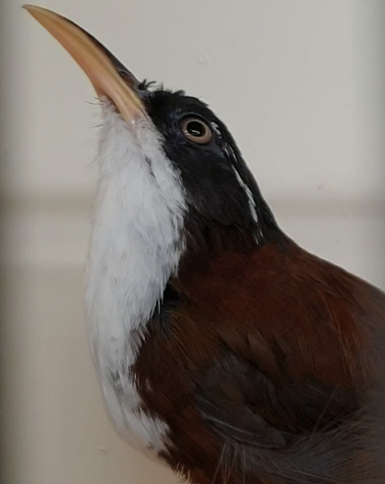 Scimitar-billed babbler ID