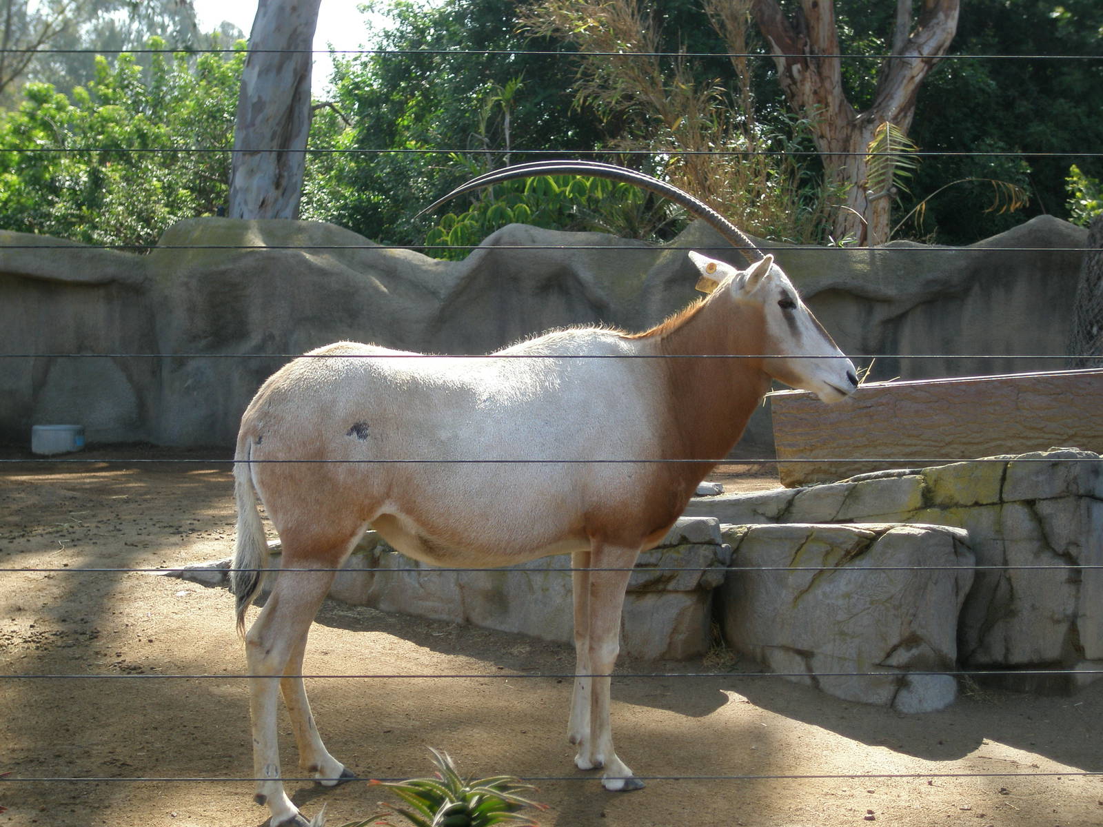 scimitar horned 2005