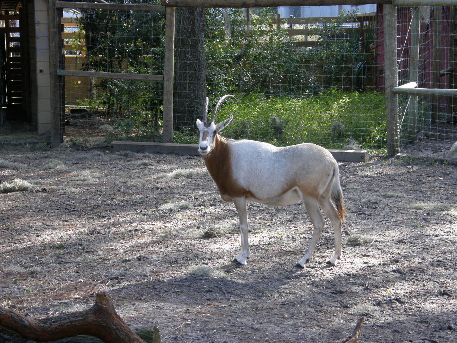 scimitar horned 2007