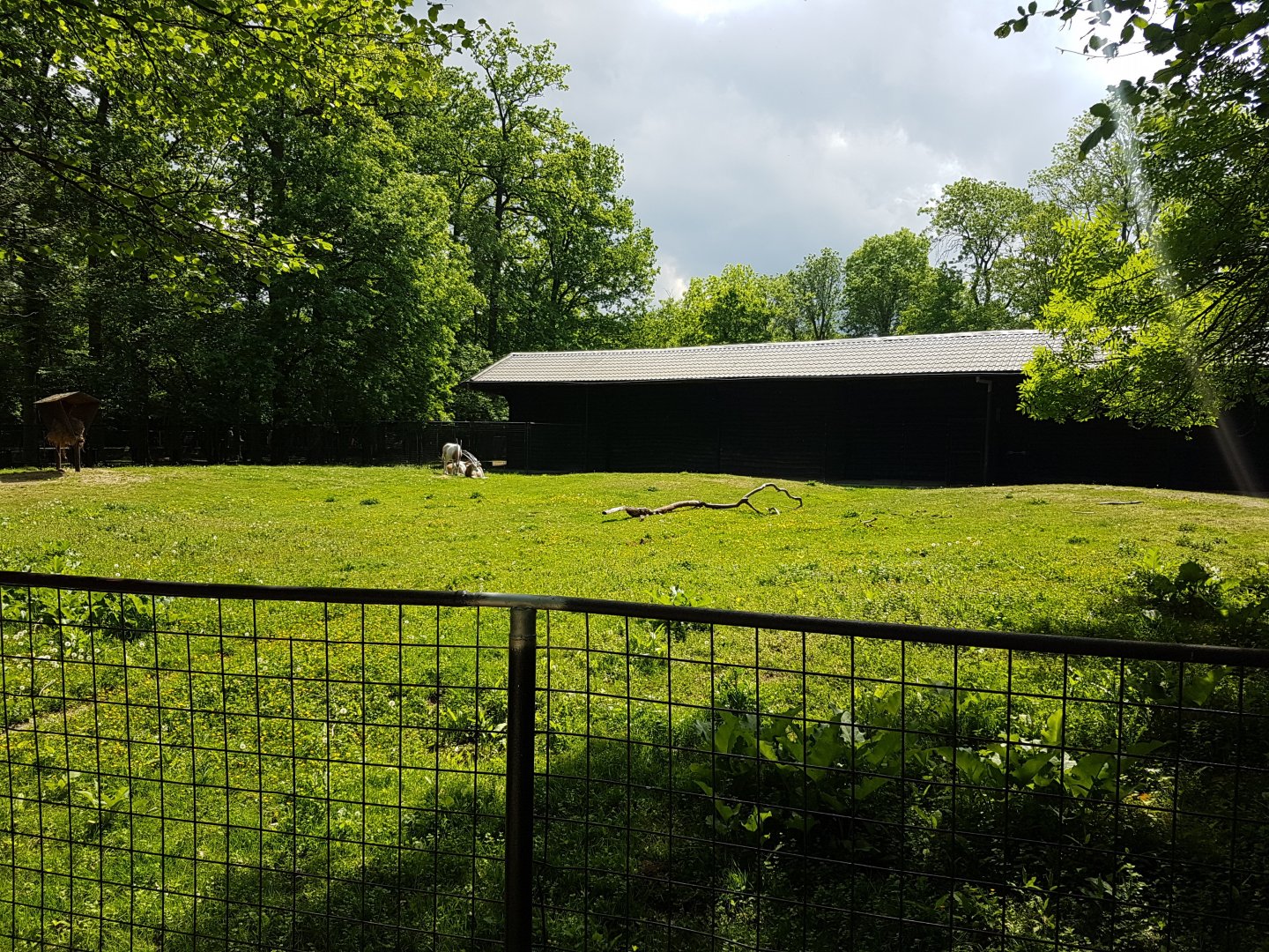 Scimitar-horned antilope enclosure