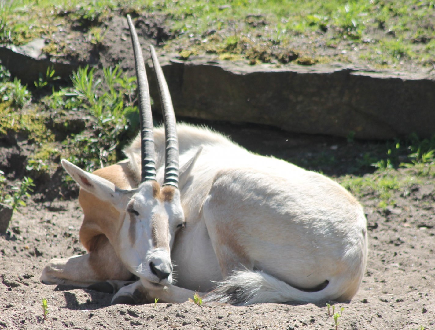 Scimitar-horned antilope