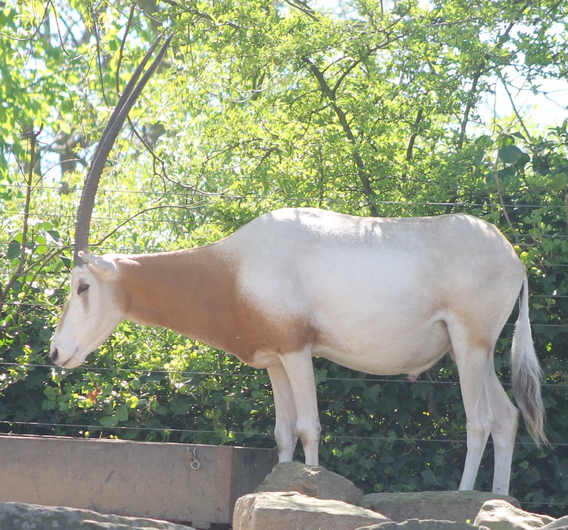 Scimitar-horned antilope