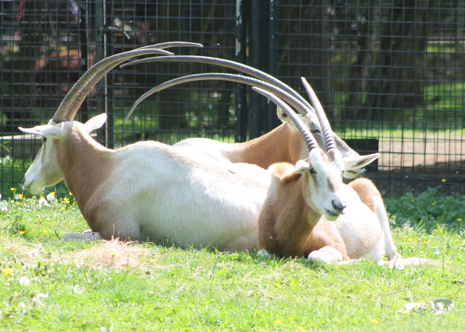 Scimitar-horned antilopes