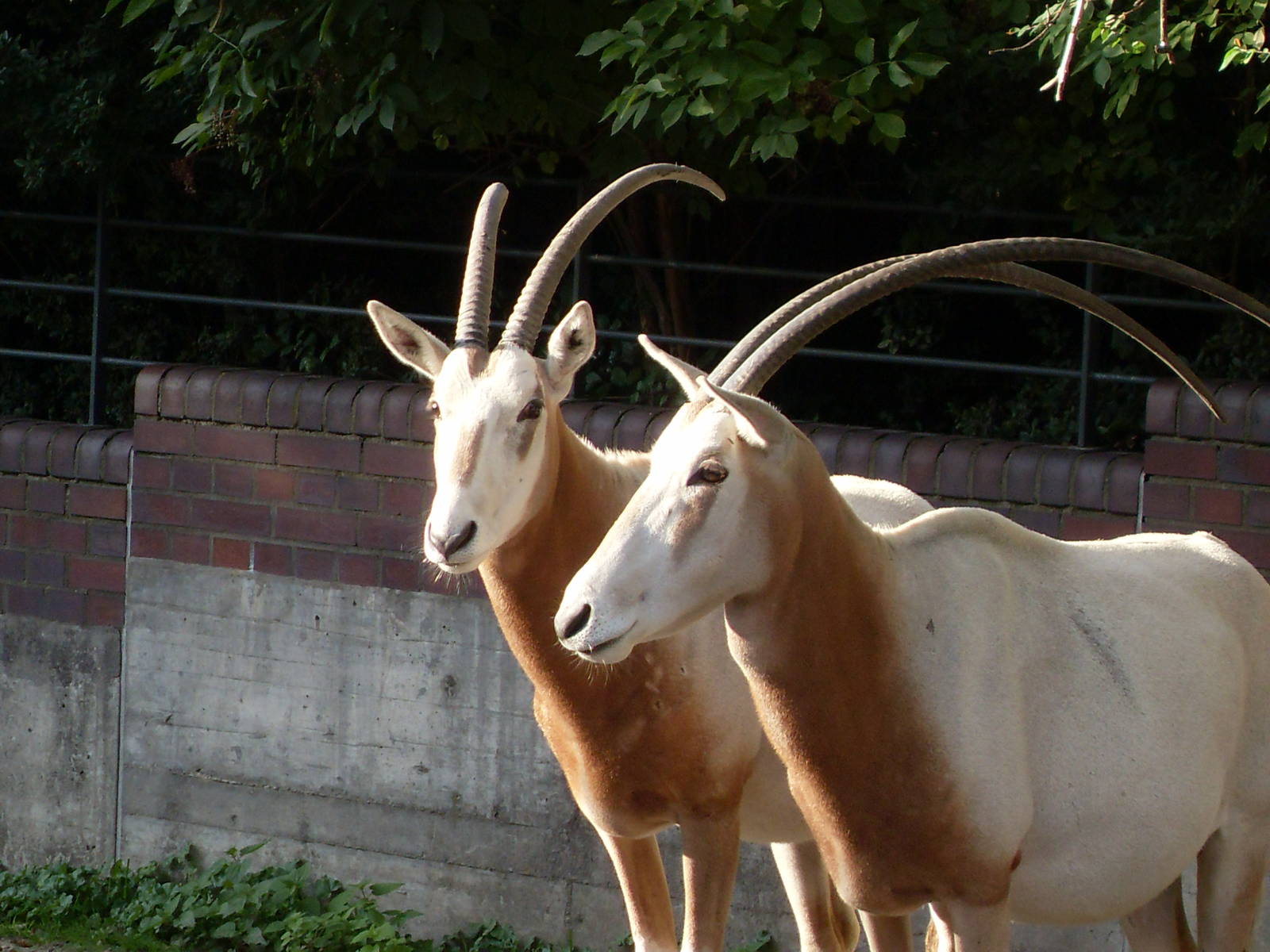 scimitar-horned oryx 030910