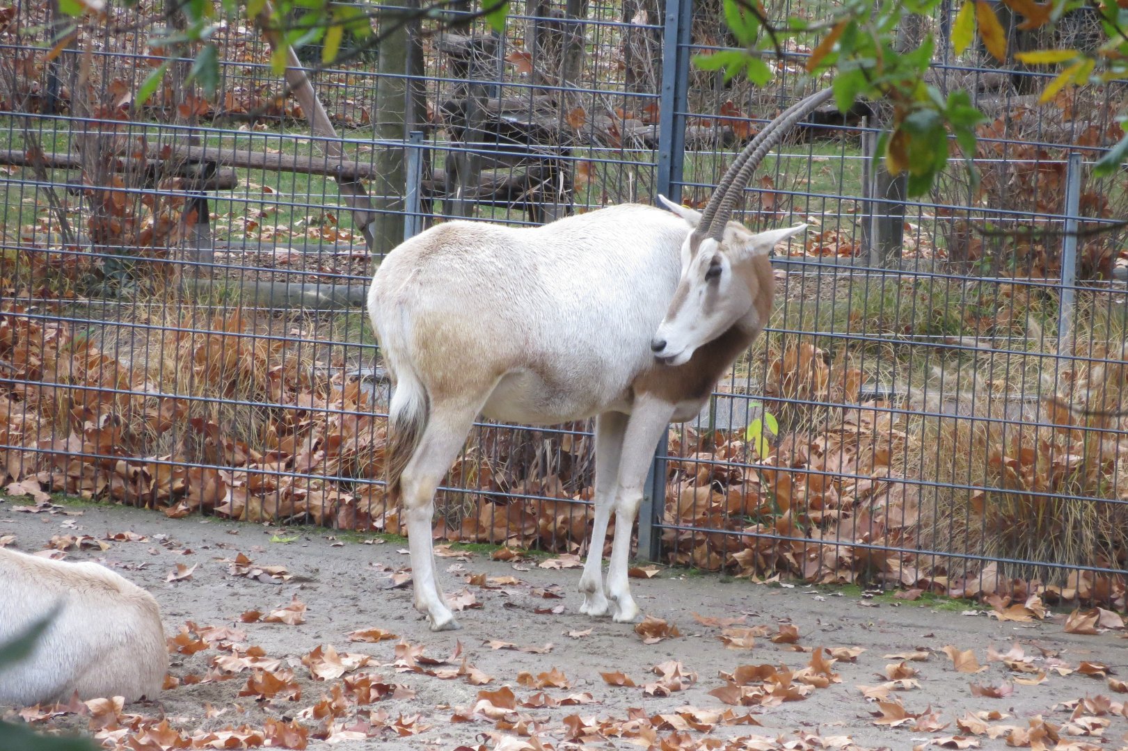 Scimitar-horned oryx 031218