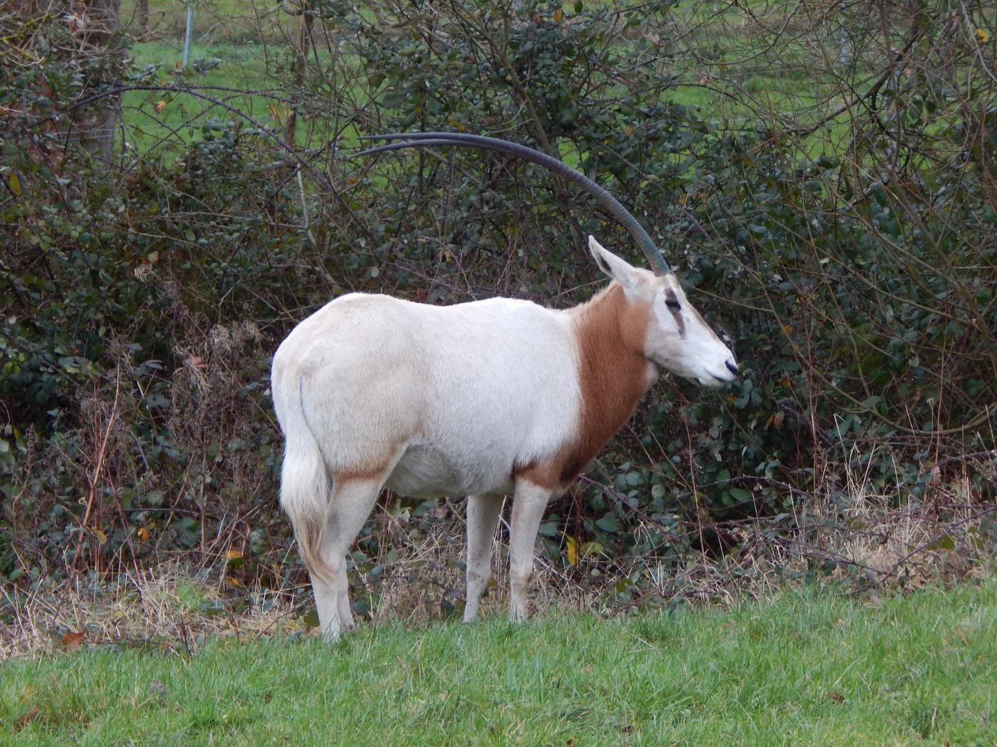 Scimitar-horned oryx 091224