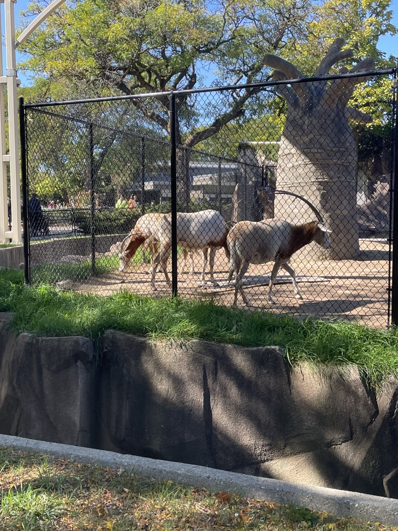 Scimitar Horned Oryx (10/7/23)