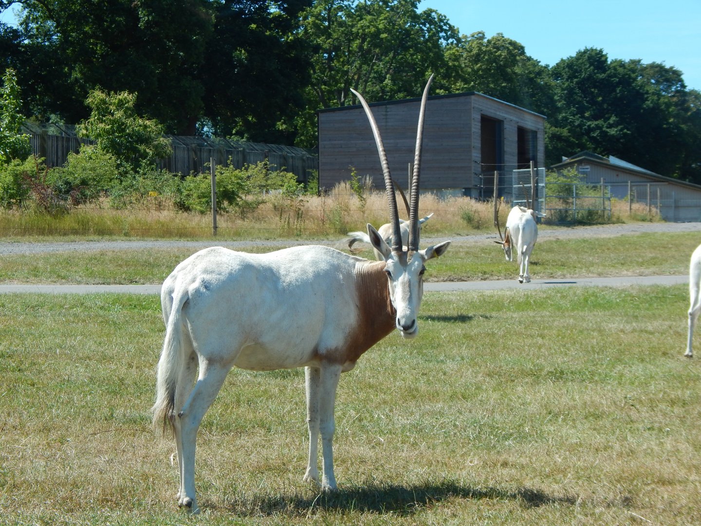 Scimitar-horned oryx 110722