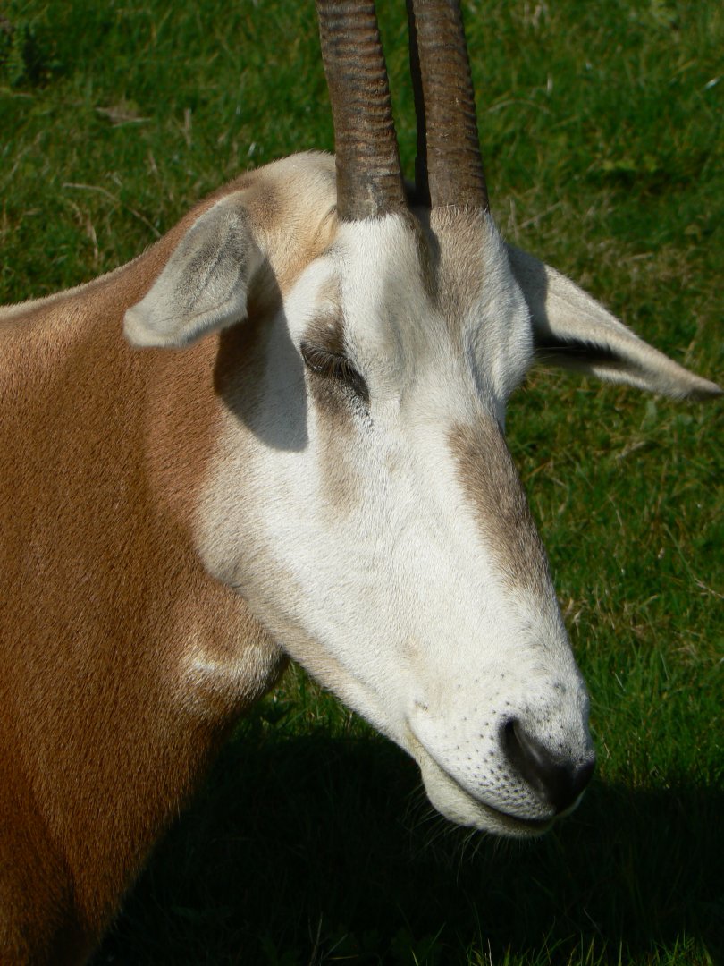 Scimitar-horned Oryx - 15 October 2016