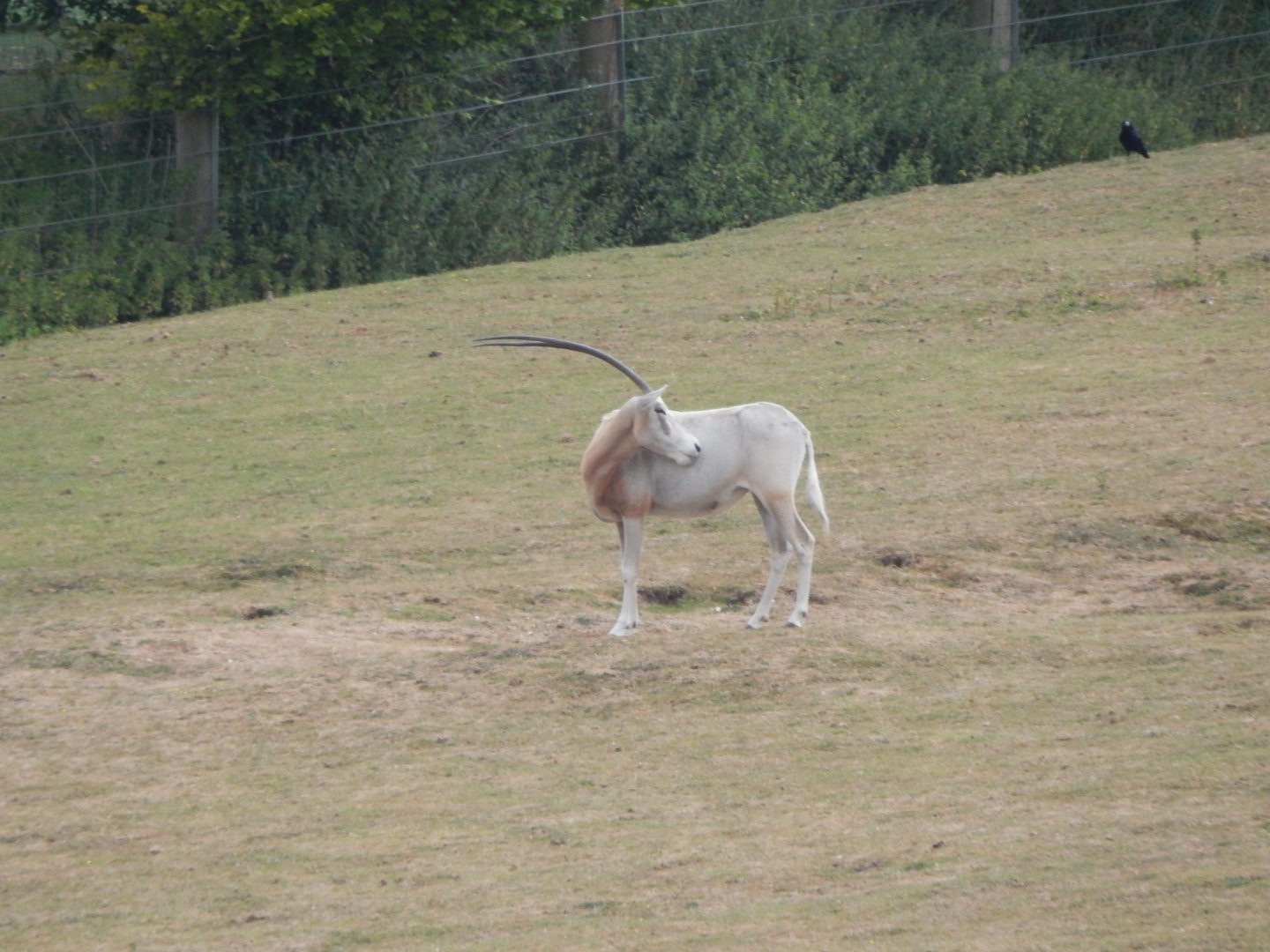 Scimitar-horned oryx 150725