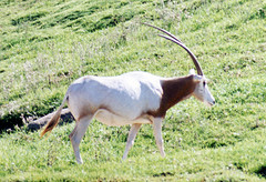 Scimitar horned oryx 1995