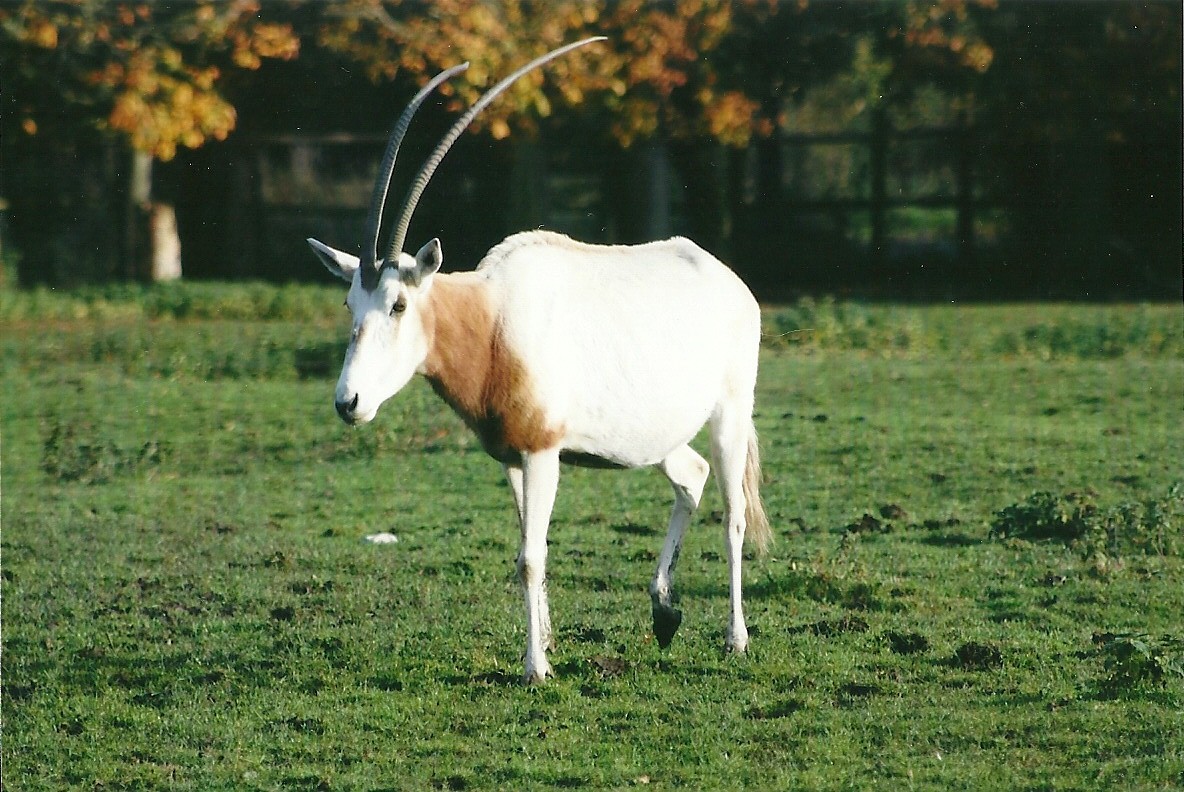 Scimitar-horned Oryx 1st November 2012