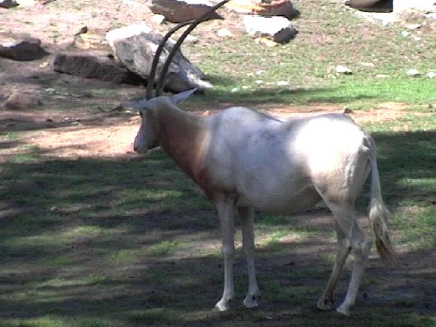 Scimitar-horned Oryx (2004)