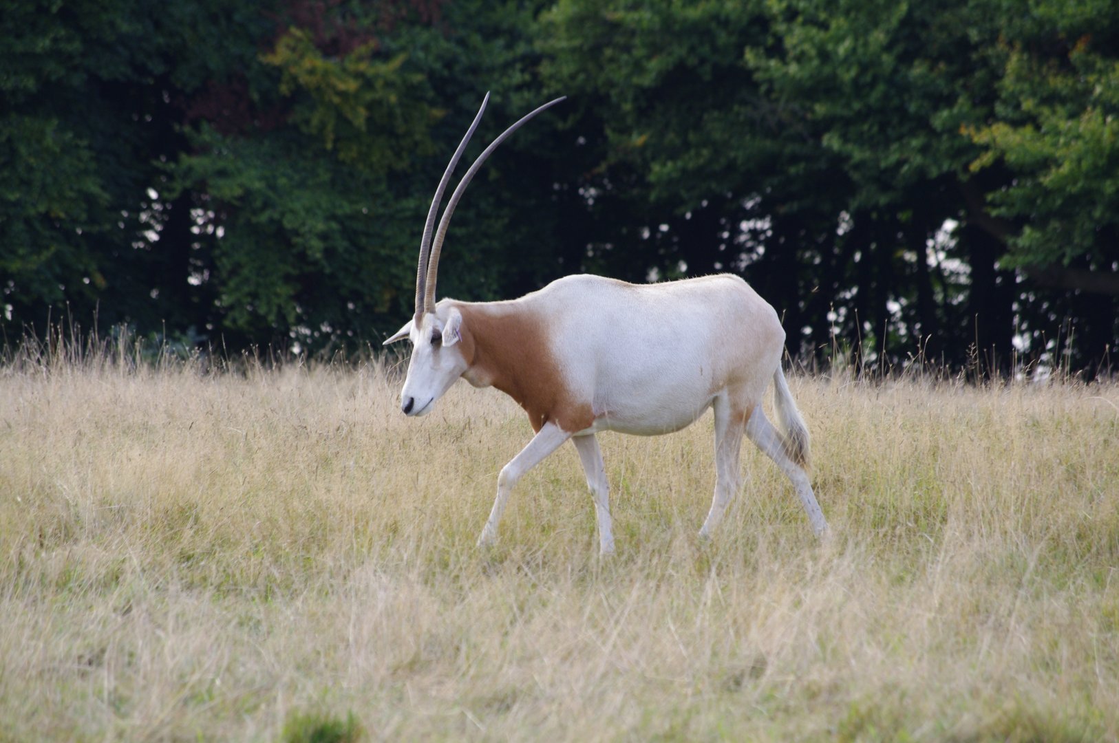 Scimitar-horned oryx- 21/9/2024