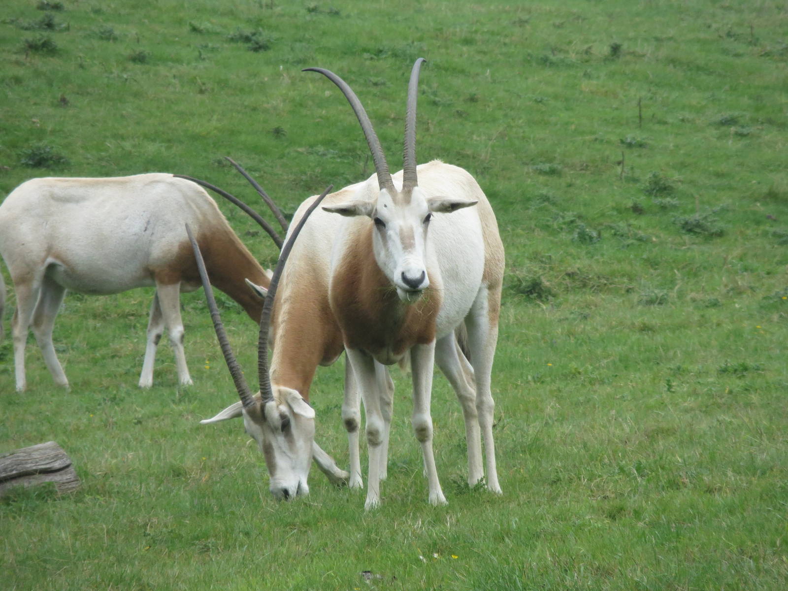 scimitar-horned oryx 210913