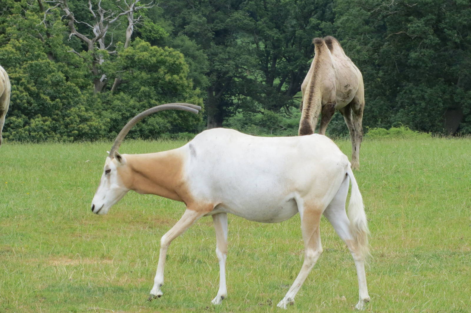 Scimitar-horned Oryx 270713