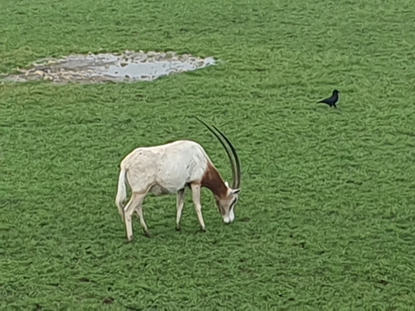 Scimitar Horned Oryx 3/1/24