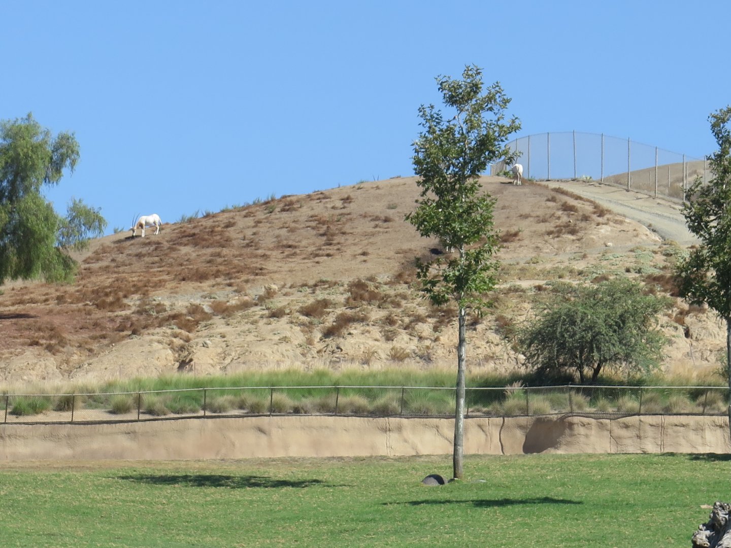 Scimitar Horned Oryx(8/23/2024)