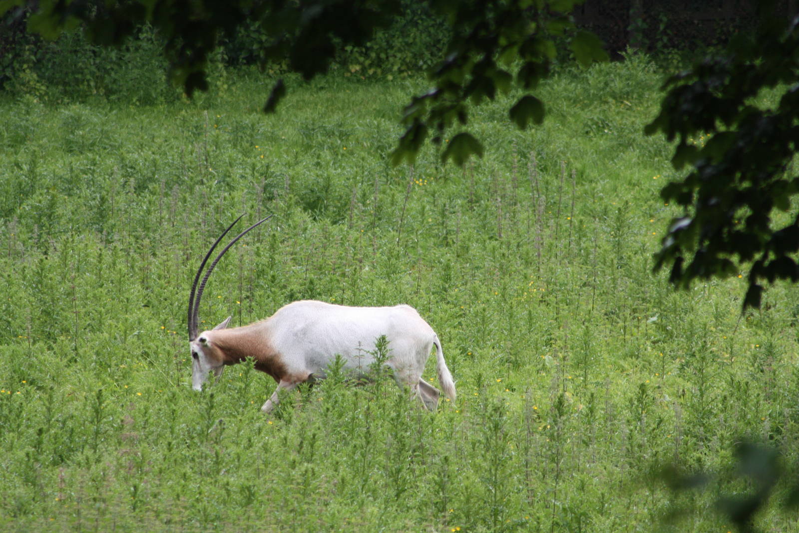 Scimitar-horned Oryx, 9th June 2014