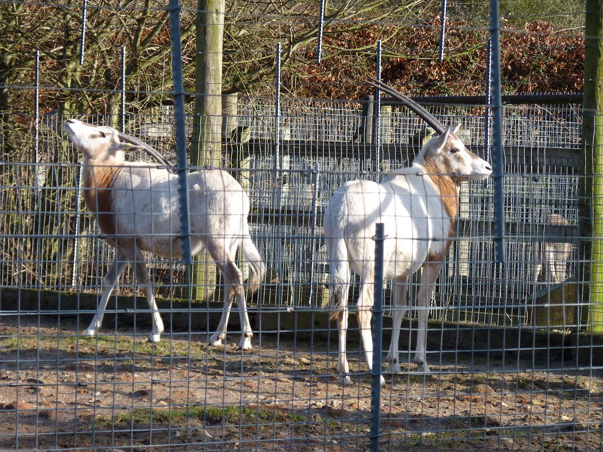 Scimitar-Horned Oryx Adolescents